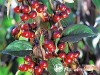 Obelis ,Royal Beauty' (lot. Malus) -c10 Obelis ,Royal Beauty' (lot. Malus) -c10
